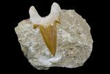 Otodus Shark Tooth Fossil in Rock - Eocene #171280-1